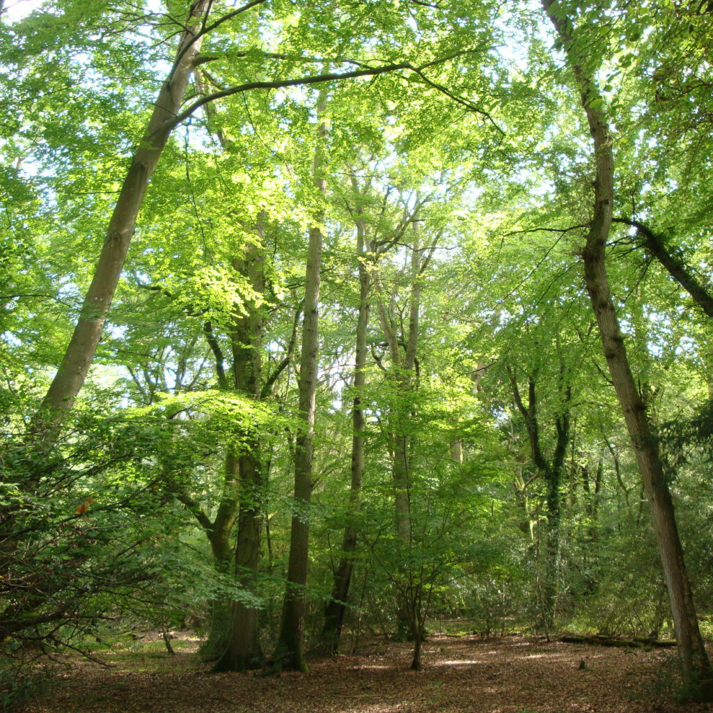 Foto von Wald mit schönen Laubbäumen an sonnigem Tag